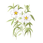 Cistus ladanifer